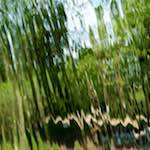 image: Image from the photoset &lsquo;parc (xxvii)&rsquo;.