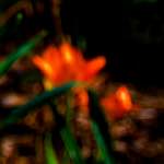 image: Image from the photoset &lsquo;parc (xxvii)&rsquo;.