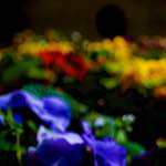 image: Image from the photoset &lsquo;parc (xxvii)&rsquo;.