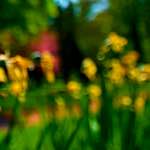 image: Image from the photoset &lsquo;parc (xxviii)&rsquo;.