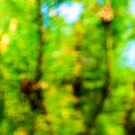 image: Image from the photoset &lsquo;parc (xxviii)&rsquo;.
