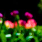 image: Image from the photoset &lsquo;parc (xxviii)&rsquo;.