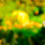 image: Image from the photoset &lsquo;parc (xxviii)&rsquo;.
