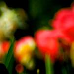 image: Image from the photoset &lsquo;parc (xxviii)&rsquo;.