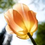 image: Image from the photoset &lsquo;escher blummen (lxxxv)&rsquo;.