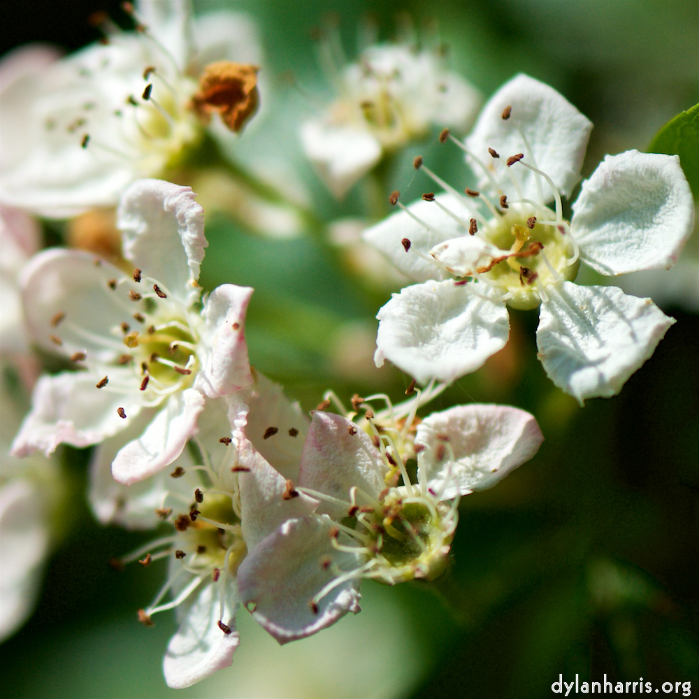 image: This is &lsquo;flower (xviii) 2&rsquo;.