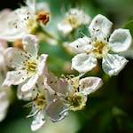 image: Image from the photoset &lsquo;flower (xviii)&rsquo;.