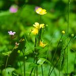image: Image from the photoset &lsquo;flower (xviii)&rsquo;.