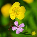 image: Image from the photoset &lsquo;flower (xviii)&rsquo;.