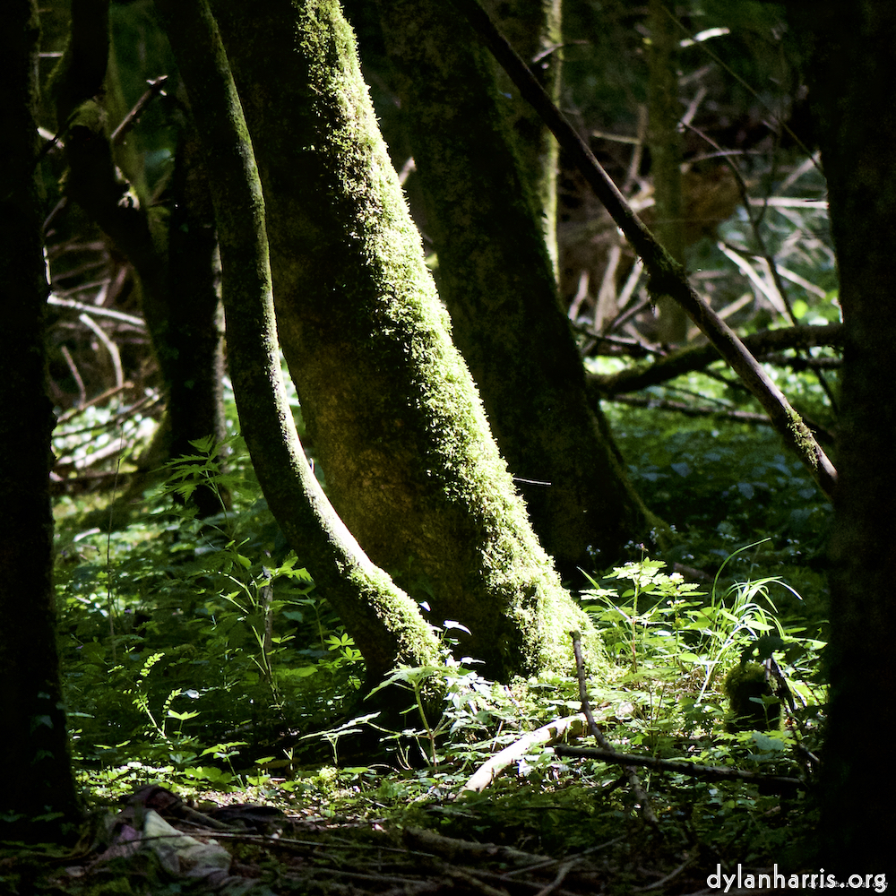 image: Image 'wood (xxxi) 3'