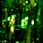 image: Image from the photoset &lsquo;wood (xxxi)&rsquo;.