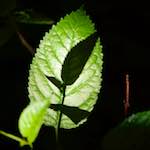 image: Image from the photoset &lsquo;wood (xxxi)&rsquo;.