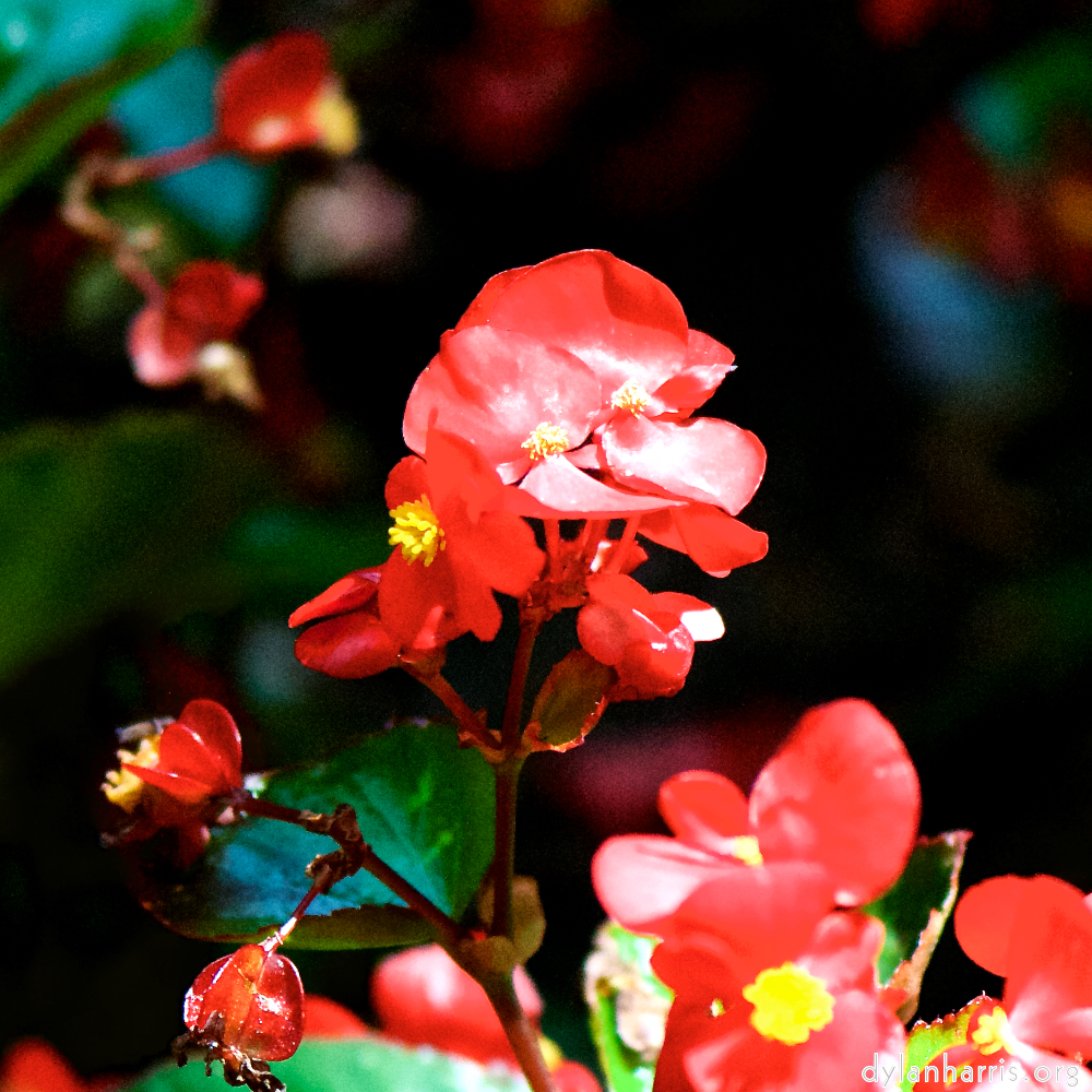 image: This is &lsquo;escher blummen (cxxxv) 1&rsquo;.