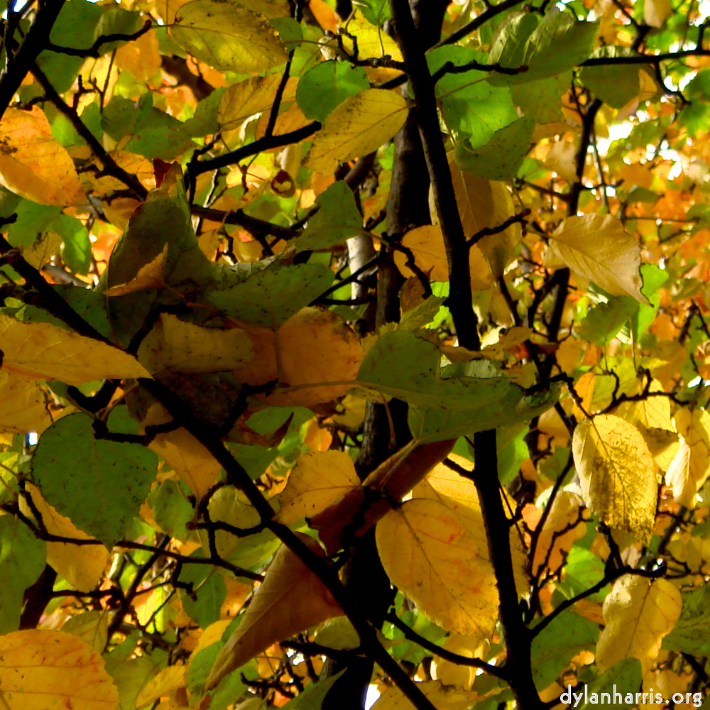 image: This is &lsquo;leaf (iv) 3&rsquo;.