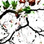 image: Image from the photoset &lsquo;leaf (iv)&rsquo;.