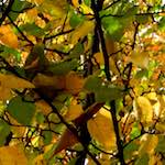 image: Image from the photoset &lsquo;leaf (iv)&rsquo;.
