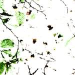 image: Image from the photoset &lsquo;leaf (iv)&rsquo;.