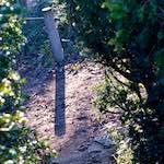 image: Image from the photoset &lsquo;parc (vii)&rsquo;.