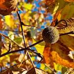 image: Image from the photoset &lsquo;parc (vii)&rsquo;.