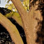 image: Image from the photoset &lsquo;parc (vii)&rsquo;.