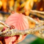 image: Image from the photoset &lsquo;parc (vii)&rsquo;.