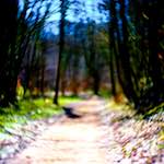 image: Image from the photoset &lsquo;wood (xxxv)&rsquo;.