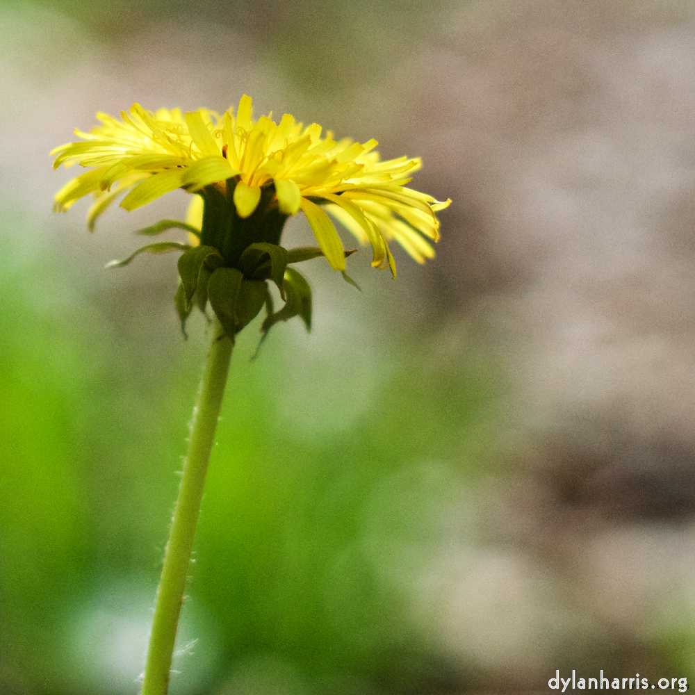 image: This is &lsquo;flower (xiv) 4&rsquo;.