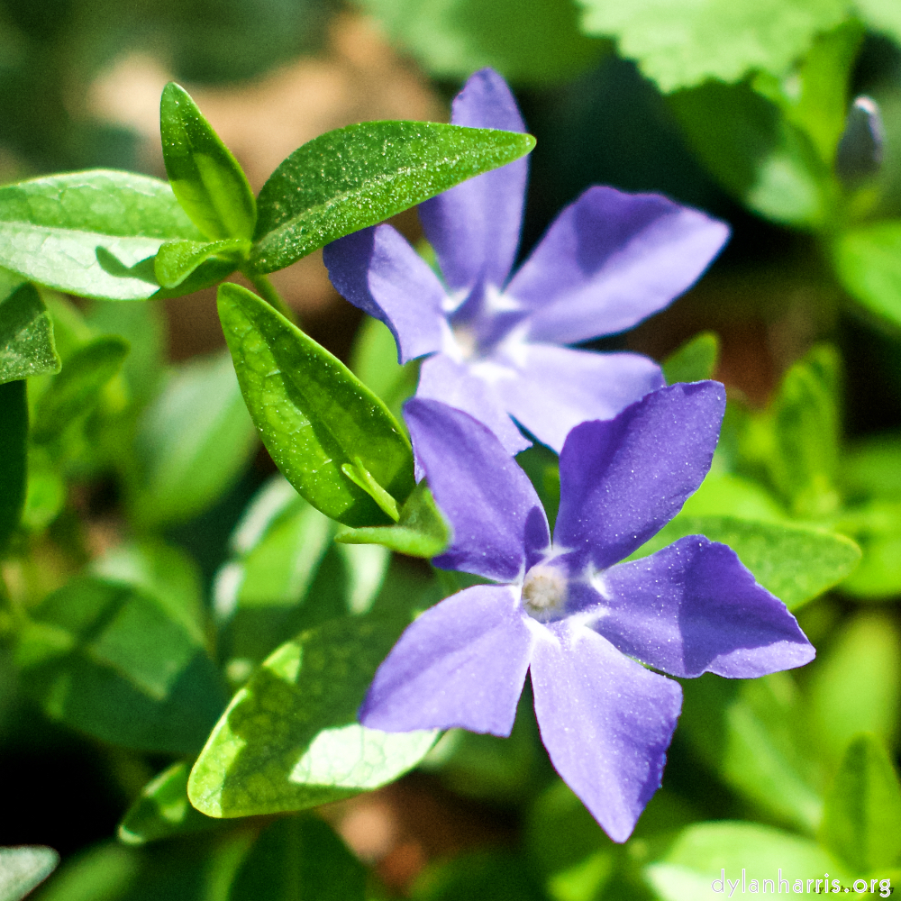 image: This is &lsquo;flower (xiv) 5&rsquo;.