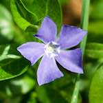 image: Image from the photoset &lsquo;flower (xiv)&rsquo;.