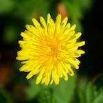 image: Image from the photoset &lsquo;flower (xiv)&rsquo;.