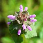 image: Image from the photoset &lsquo;flower (xiv)&rsquo;.