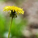 image: Image from the photoset &lsquo;flower (xiv)&rsquo;.