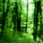 image: Image from the photoset &lsquo;wood (xxx)&rsquo;.