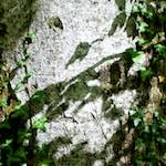 image: Image from the photoset &lsquo;wood (xxx)&rsquo;.