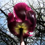 image: Image from the photoset &lsquo;escher blummen (cxxvii)&rsquo;.