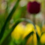 image: Image from the photoset &lsquo;park (xxxvi)&rsquo;.