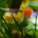 image: Image from the photoset &lsquo;park (xxxvii)&rsquo;.