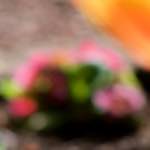 image: Image from the photoset &lsquo;park (xxxvii)&rsquo;.