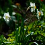 image: Image from the photoset &lsquo;park (xxxvii)&rsquo;.