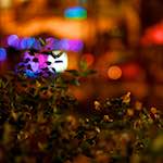 image: Image from the photoset &lsquo;nuit (v)&rsquo;.
