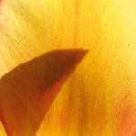 image: Image from the photoset &lsquo;escher blummen (l)&rsquo;.