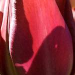 image: Image from the photoset &lsquo;escher blummen (l)&rsquo;.