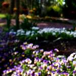 image: Image from the photoset &lsquo;parc (xiv)&rsquo;.