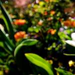 image: Image from the photoset &lsquo;parc (xiv)&rsquo;.