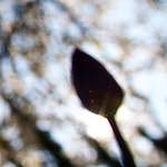 image: Image from the photoset &lsquo;parc (xiv)&rsquo;.