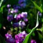 image: Image from the photoset &lsquo;parc (xiv)&rsquo;.