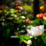 image: Image from the photoset &lsquo;parc (xiv)&rsquo;.