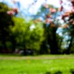image: Image from the photoset &lsquo;parc (xv)&rsquo;.
