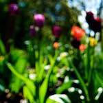 image: Image from the photoset &lsquo;parc (xv)&rsquo;.