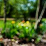 image: Image from the photoset &lsquo;parc (xv)&rsquo;.